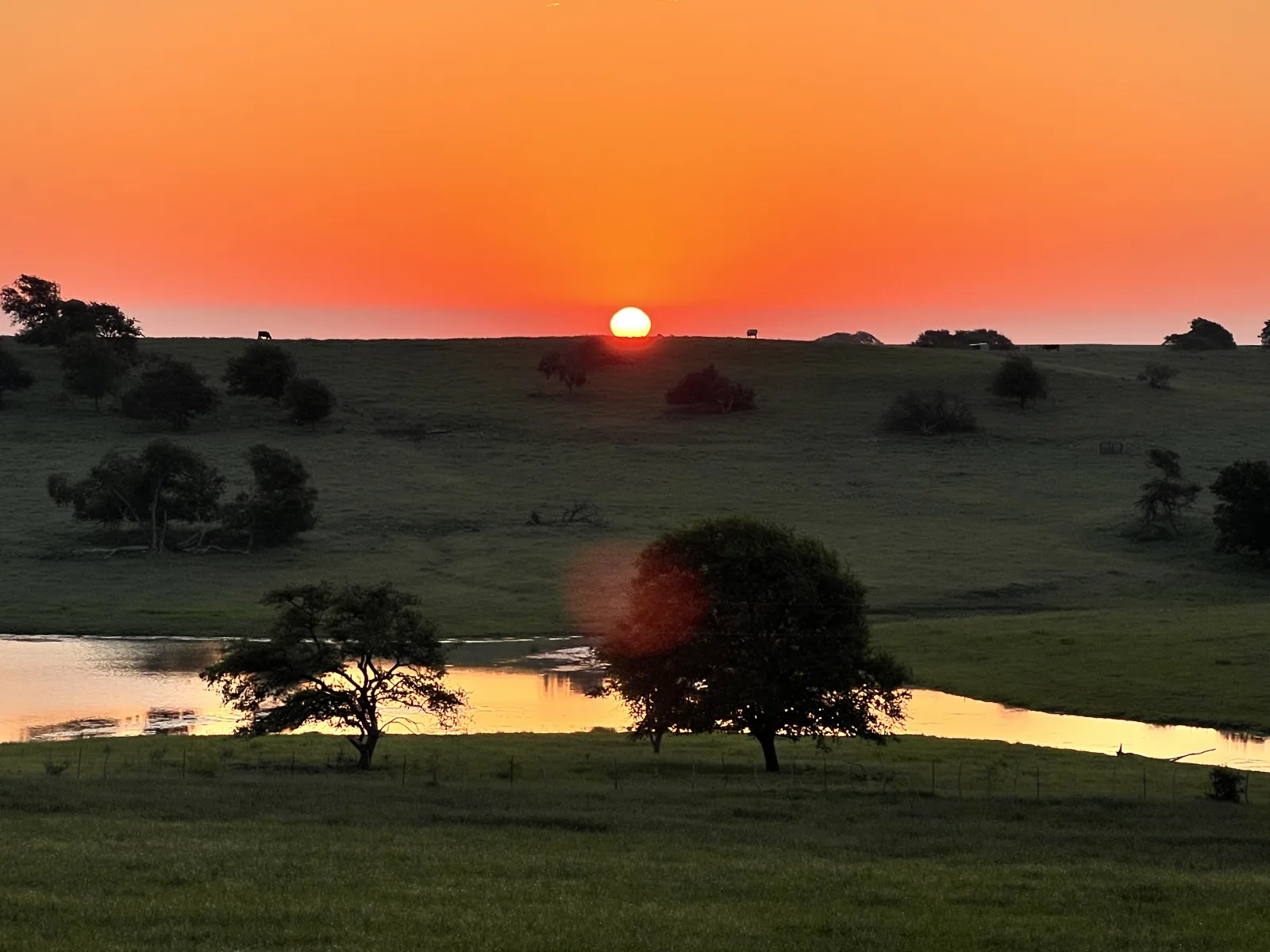 Akaushi cattle grazing at sunrise